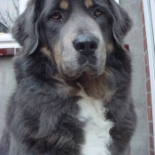 Photo de Dogue du tibet