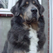 Photo de Dogue du tibet