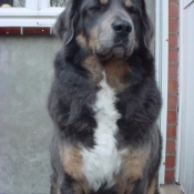 Photo de Dogue du tibet