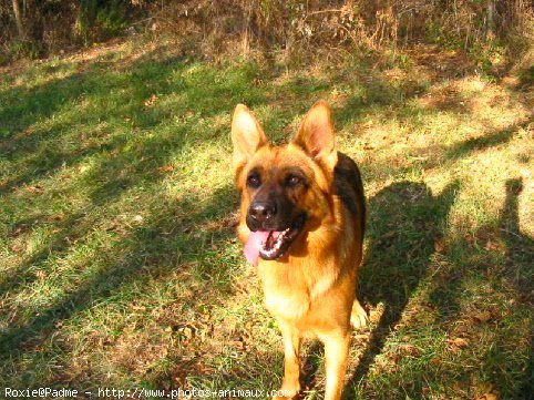 Photo de Berger allemand  poil court