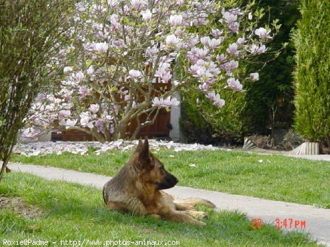 Photo de Berger allemand  poil court