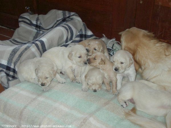 Photo de Golden retriever