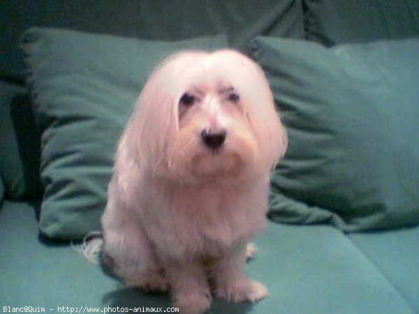 Photo de Bichon maltais