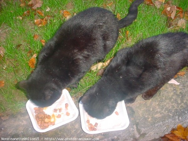 Photo de Chat domestique