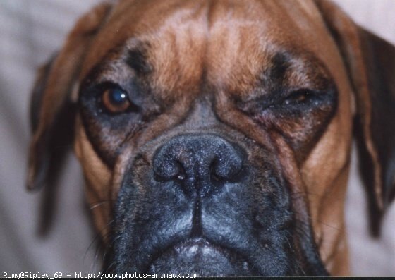 Photo de Boxer