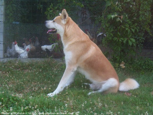 Photo d'Akita inu