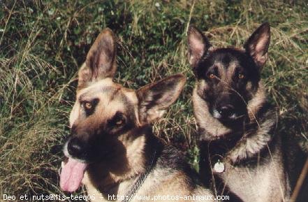 Photo de Berger allemand  poil court