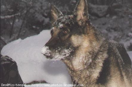 Photo de Berger allemand  poil court