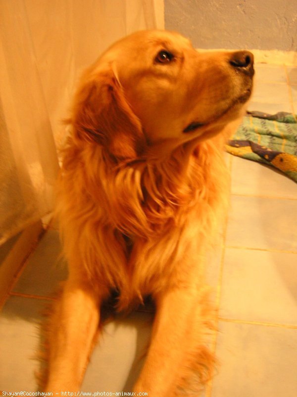 Photo de Golden retriever