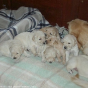 Photo de Golden retriever