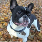 Photo de Bouledogue franais