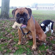 Photo de Boxer