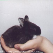 Photo de Lapin