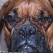 Photo de Boxer