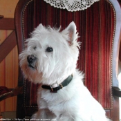 Photo de West highland white terrier