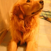 Photo de Golden retriever