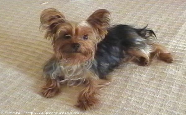 Photo de Yorkshire terrier