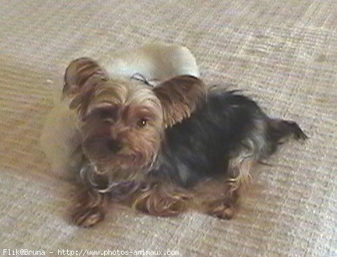 Photo de Yorkshire terrier