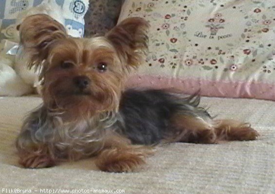 Photo de Yorkshire terrier