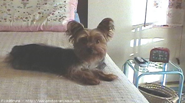 Photo de Yorkshire terrier