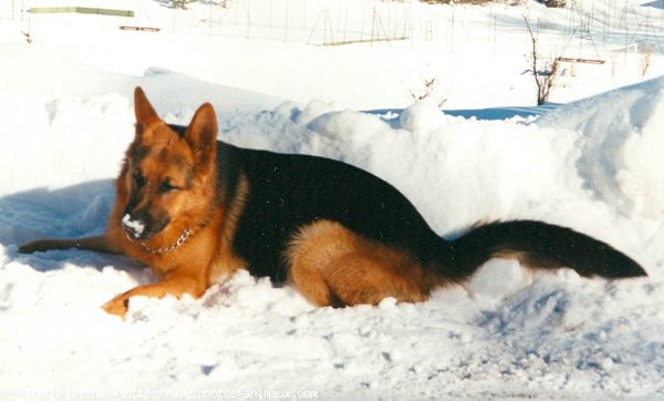 Photo de Berger allemand  poil court