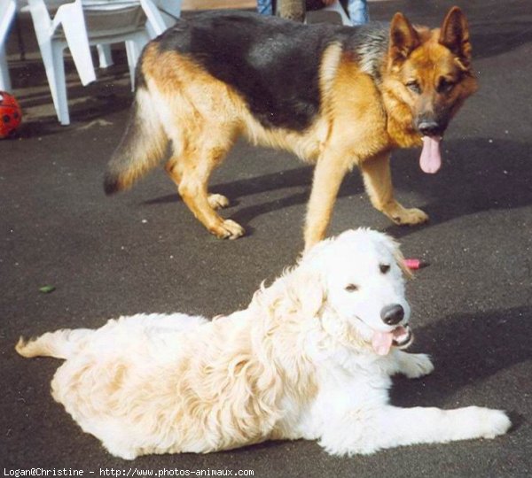 Photo de Berger allemand  poil court