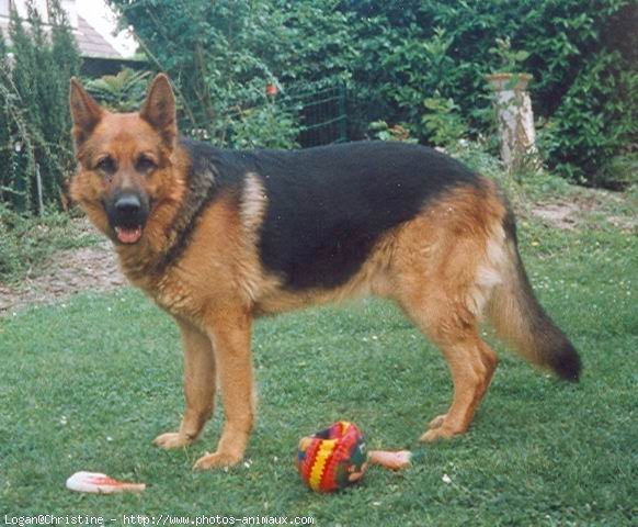 Photo de Berger allemand  poil court