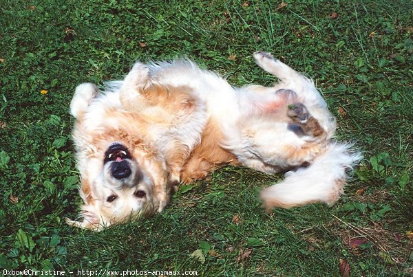 Photo de Golden retriever