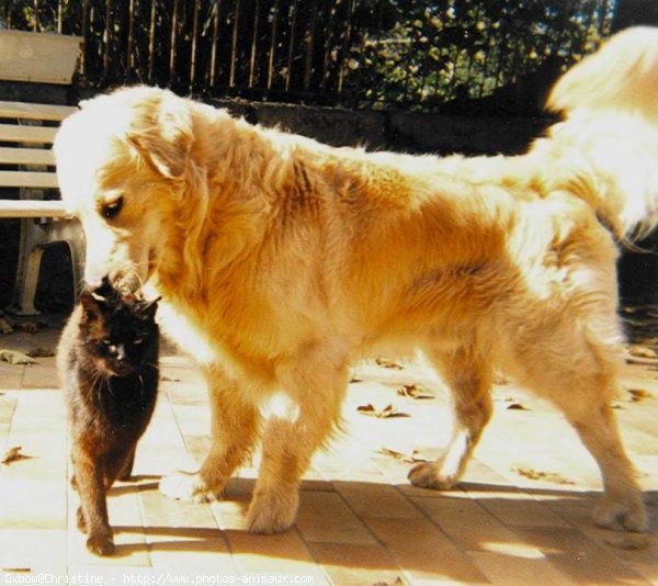 Photo de Golden retriever