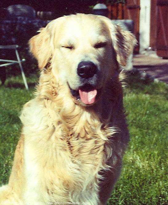 Photo de Golden retriever