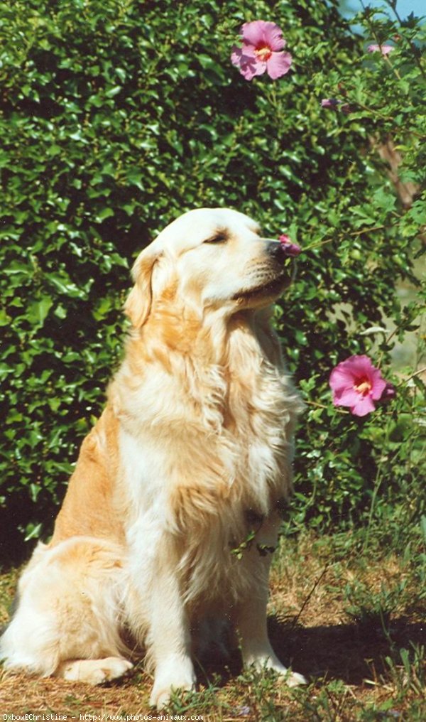 Photo de Golden retriever