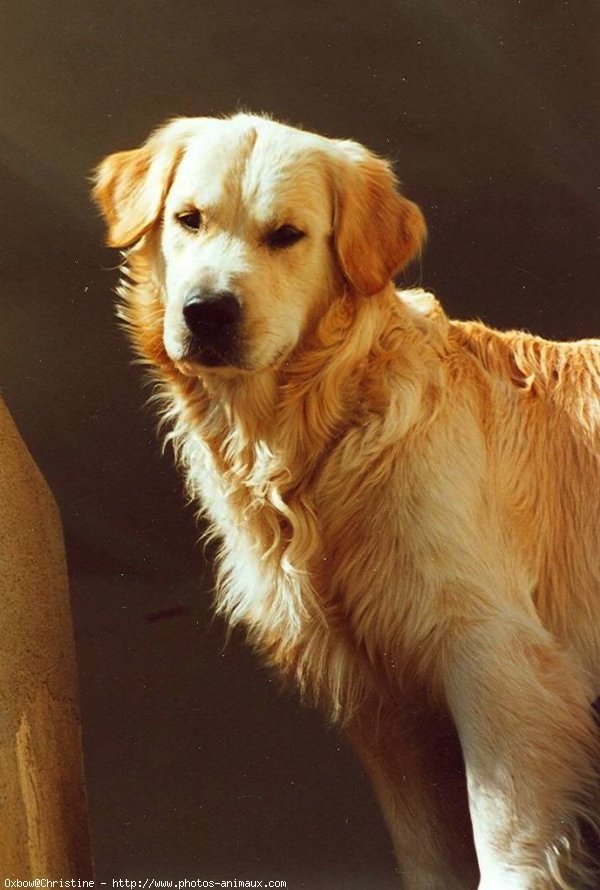 Photo de Golden retriever