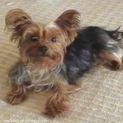 Photo de Yorkshire terrier