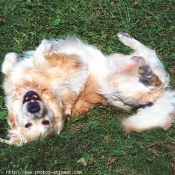 Photo de Golden retriever