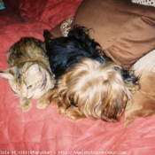 Photo de Yorkshire terrier