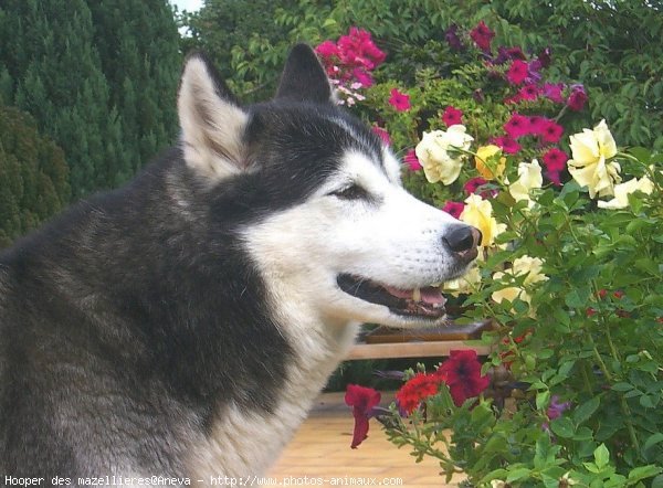 Photo de Husky siberien