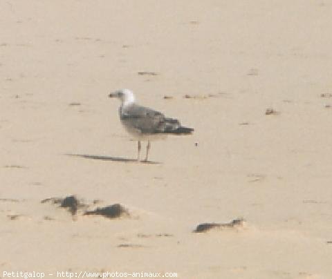 Photo de Mouette