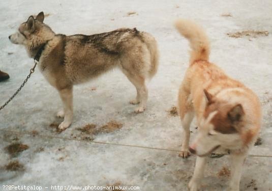 Photo de Races diffrentes