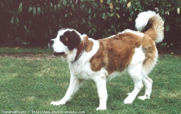 Photo de Saint-bernard poil long