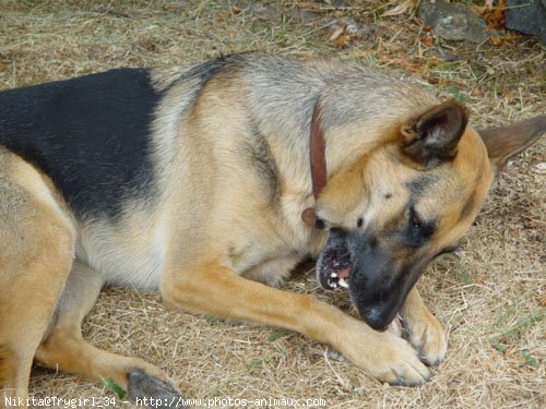 Photo de Berger allemand  poil court