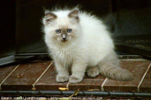 Photo de Ragdoll