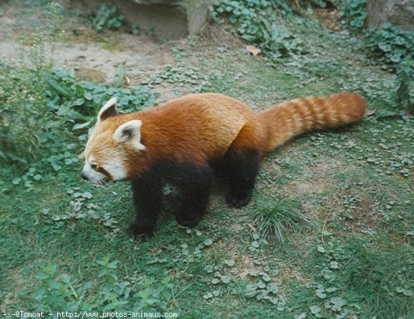 Photo de Panda roux