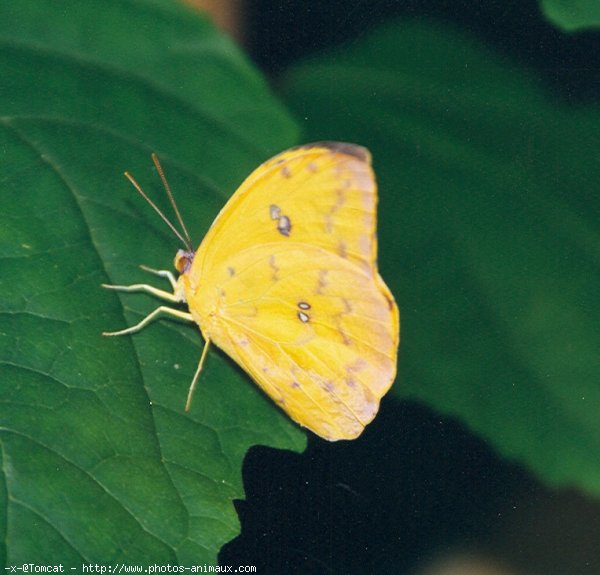 Photo de Papillon