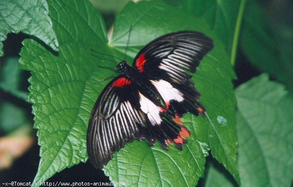 Photo de Papillon