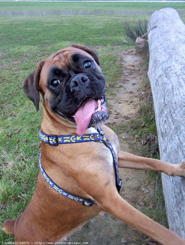 Photo de Boxer