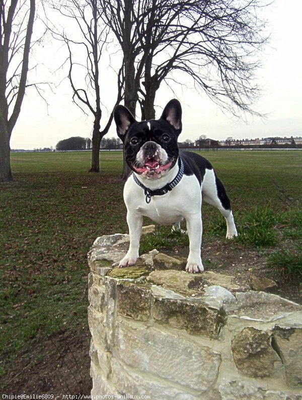 Photo de Bouledogue franais