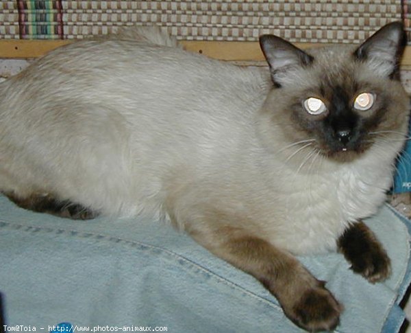 Photo de Sacr de birmanie