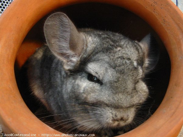 Photo de Chinchilla