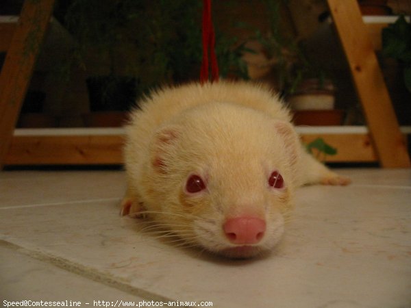 Photo de Furet