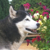 Photo de Husky siberien